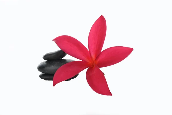 gorgeous orchid and pebbles on white background 