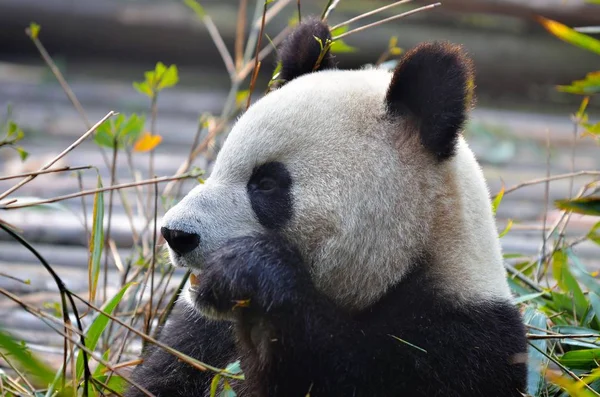 熊猫熊吃了一棵树枝, 中国野生动物。四川省碧峰峡自然保护区. — 图库照片