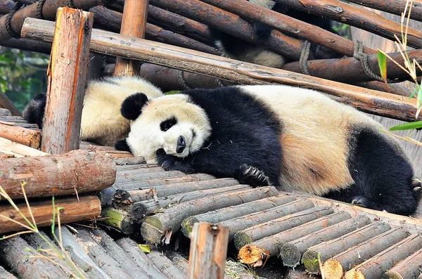 熊猫熊睡觉, 中国野生动物。四川省碧峰峡自然保护区. — 图库照片