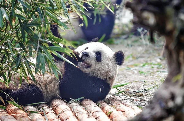 Медведь Панда ест ветку дерева, дикая природа Китая. Природный заповедник Бипестия . — стоковое фото
