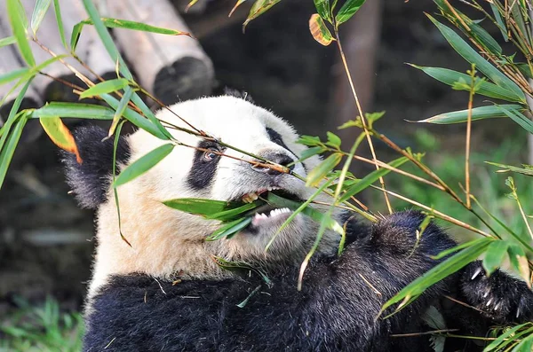 Ayı Panda bir ağaç dalı, Çin yaban hayatı yemek. Bifengxia doğa rezerv, Sichuan Eyaleti.