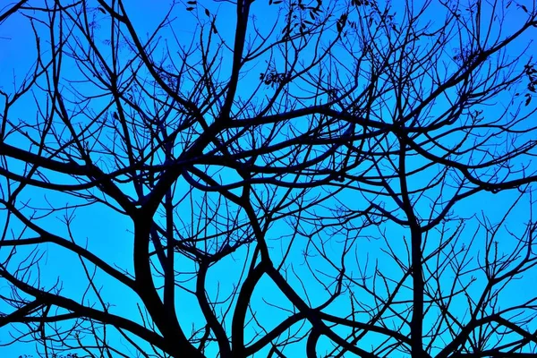 Силуэты ветвей в голубой час — стоковое фото