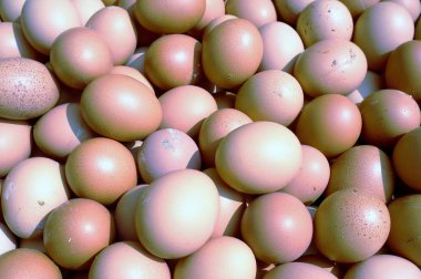 yumurta yumurta arka plan üzerinde