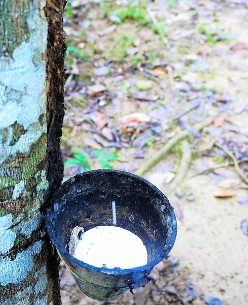 Tocar Látex Árbol Goma —  Fotos de Stock