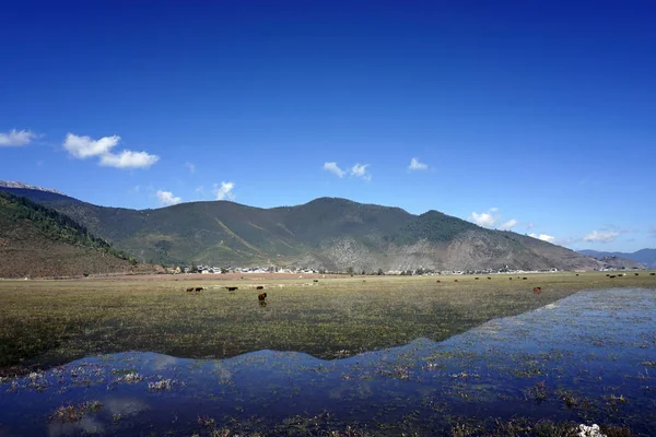 シャングリ ラ雲南のナパ湖の牧草地 ロイヤリティフリーのストック写真