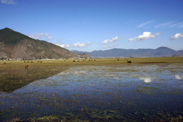 Şangri Yunnan Napa Gölü Ndeki Çayır Otlağı Çin Stok Resim