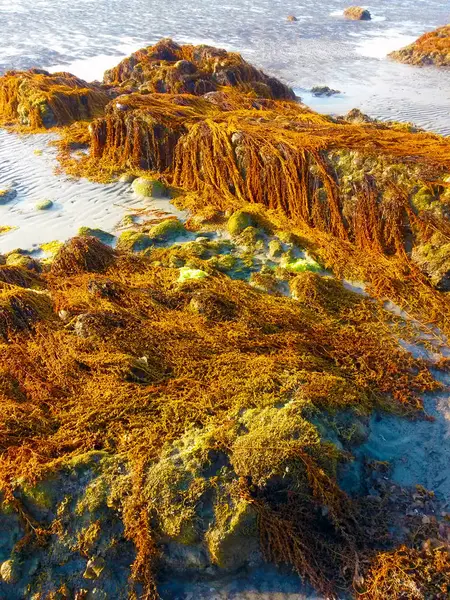 Green Moss Beach Stones — Stock Photo, Image