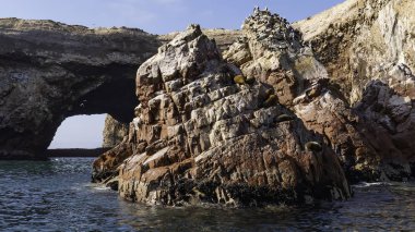 Ballestas Adaları, Paracas Ulusal Rezervi, Pisco Bölgesi, Peru 'daki kayalarda dinlenen deniz aslanları
