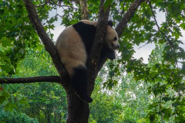 Büyük panda bir ağaçta uyuyor, Chengdu şehri Sichuan, Çin