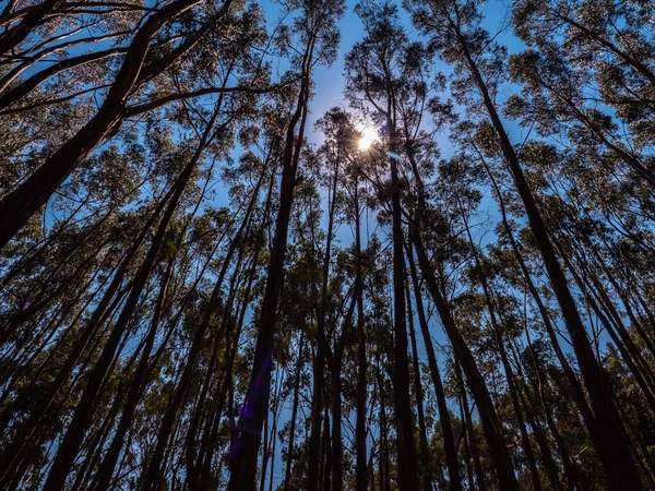Eukalyptový Les Stromy Pokrývají Slunce Nebe Městě Cusco Peru — Stock fotografie