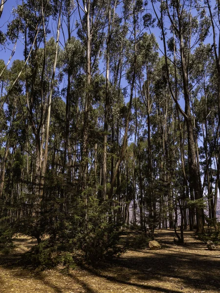 ペルーのクスコ市ユーカリの木だけで形成された鬱蒼とした森 — ストック写真