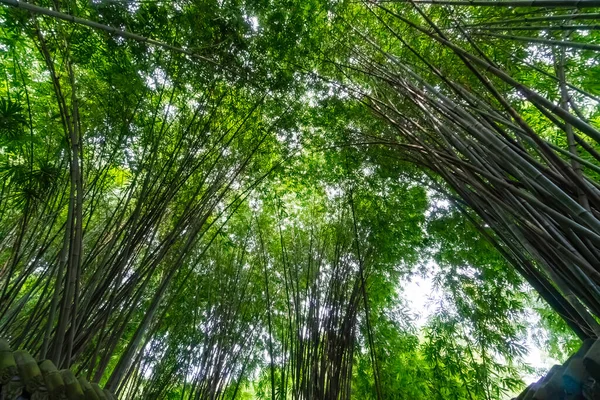 Pequeño Bosque Bambú Con Intenso Color Verde Altas Lengüetas Que —  Fotos de Stock