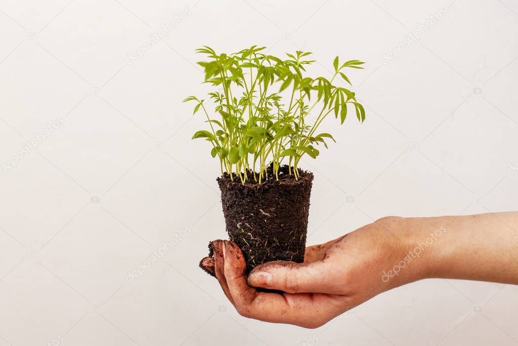 Woman gardener holds in his outstretched hand lump or tuber of earth with young green seedlings of herbs or flowers and roots, close up. Organic gardening concept, empty space for text. Selective focus