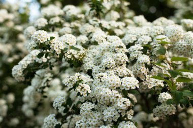 Bahçe spiresinin güzel gür çalısı. Yaklaş. Birçok küçük beyaz çiçekli dallar, doğal konsept, bahar veya yaz çiçeklerinin keyfi. Mevsimlik çiçek konsepti, çiçek fikri