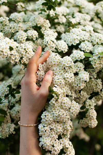 Hand Girl Woman Mother Pearl Bracelet Touches Beautiful Lush Bush — Stock Photo, Image