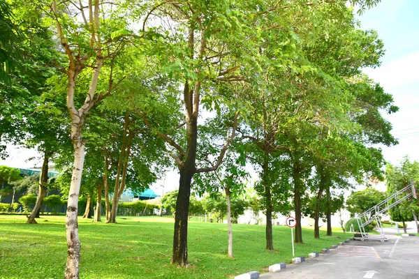 Solnedgång i skogslandskapet med naturligt grönt träd. Skogen. Beau — Stockfoto