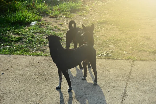 Two black dogs are standing to fight each other on the field and — Stock Photo, Image