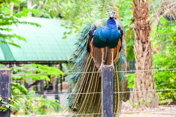 Chai nat Таиланд 26 декабря 2019 года увидеть птиц в Chai NAT Bird Pa — стоковое фото