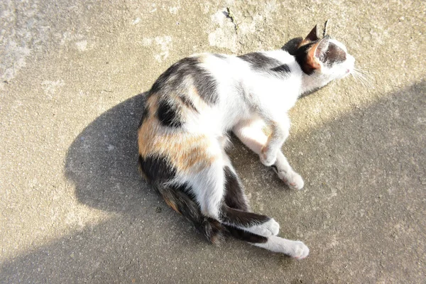 Retrato de gato lindo jugando en el piso de cemento después de terminar di — Foto de Stock