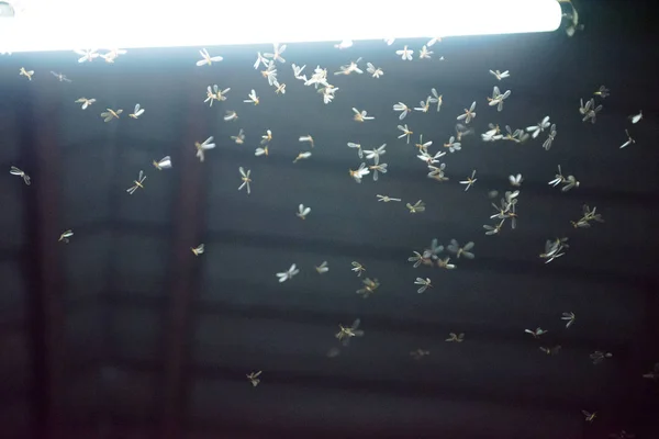 Papillon de nuit volant dans le feu, la lumière au néon dans la nuit, il pleut — Photo