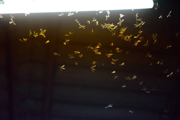 Papillon de nuit volant dans le feu, la lumière au néon dans la nuit, il pleut — Photo