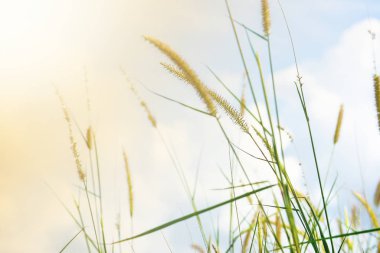 Parlak gökyüzü ve bulutlu pembe ve mavi pastel ton rengi.  