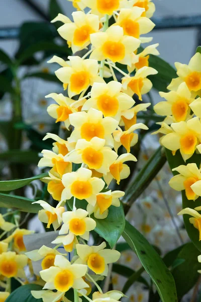 Varios tulipanes coloridos flores que florecen en un jardín. — Foto de Stock