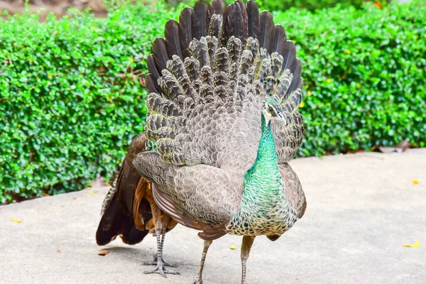 Chai NAT Thajsko Prosinec 26 2019 viz ptáci v Chai NAT Bird PA — Stock fotografie