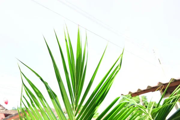 Blad av kokosnöt träd på blå himmel bakgrund. Coconut Tree — Stockfoto