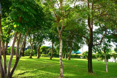 Doğal yeşil ağaç ile Orman Manzara Gün batımı. Orman. Beau