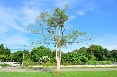 Mavi gökyüzü beyaz bulut beyaz arka plan. Güzel gökyüzü ve bulutlar 