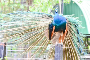 Chai NAT Tayland Aralık 26 2019 Chai NAT Bird PA at kuşlar bakın