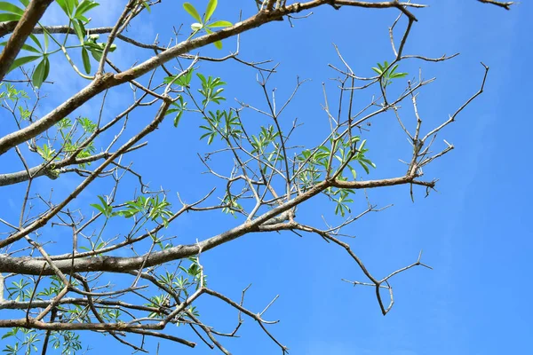 Céu azul nuvem branca fundo branco. Céu bonito e nuvens — Fotografia de Stock