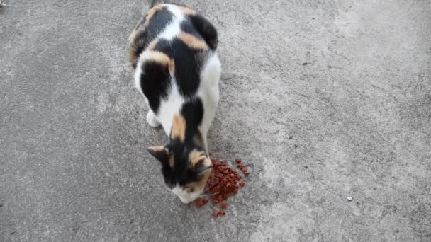 Belle Mignonne Chat Manger Nourriture Pour Chat Sur Sol — Video