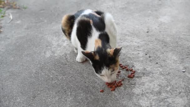 Güzel Kedi Yerde Kedi Için Yemek Yiyor — Stok video