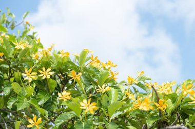 Arkaplanda günbatımı olan sarı çiçek. 