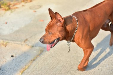 Sabahları erkek köpeğin etkinliği