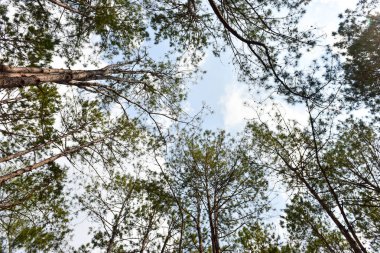 Orman manzarasında gün batımında Doğal yeşil ağaçla. Orman. Güzel Manzara.