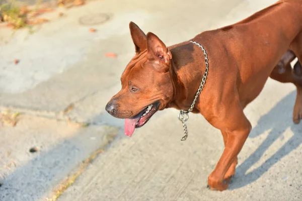 Activity Male Dog Moring — Stock Photo, Image