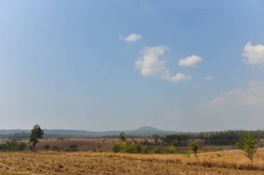 Orman manzarasında gün batımında Doğal yeşil ağaçla. Orman. Güzel Manzara.