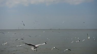 martılar ve gökyüzü arka planı, martılar, Bangpu; Tayland, martılar gökyüzü ve denizin üzerinde uçuyor. 