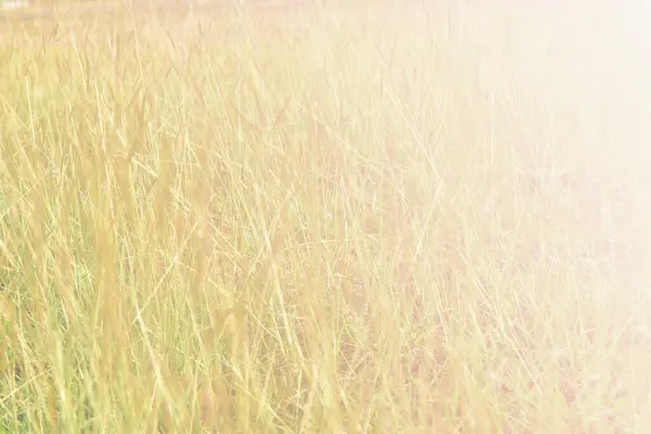 Gräs Grönt Fält Landskap Bakgrund — Stockfoto