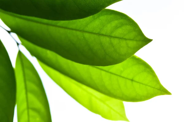 Arkaplan Için Yeşil Yaprak Patentini Kapat Taze Yeşil Yapraklar Beyaz — Stok fotoğraf