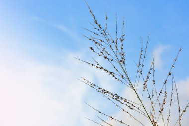 Arka plan için mavi gökyüzü beyaz bulutları