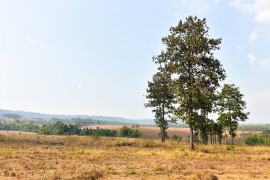 Orman manzarasında gün batımında Doğal yeşil ağaçla. Orman. Güzel Manzara.