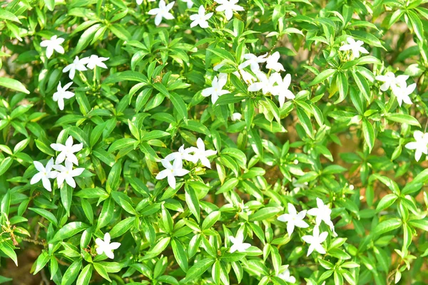 White Flowers Garden — Stock Photo, Image