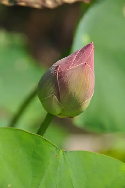 İbadet için taze pembe lotus tomurcuk — Stok fotoğraf