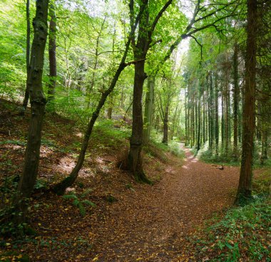 Sonbahar yaprakları ile kaplı doğal takip 