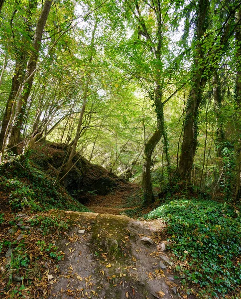 Pista de tierra corriendo a través de exuberante bosque con árboles verdes —  Fotos de Stock