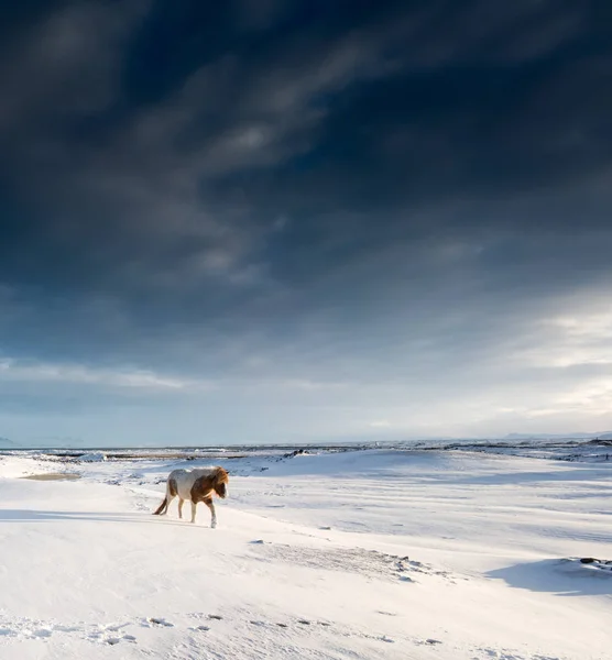 単一の馬は雪の中を歩く風景を覆われて — ストック写真
